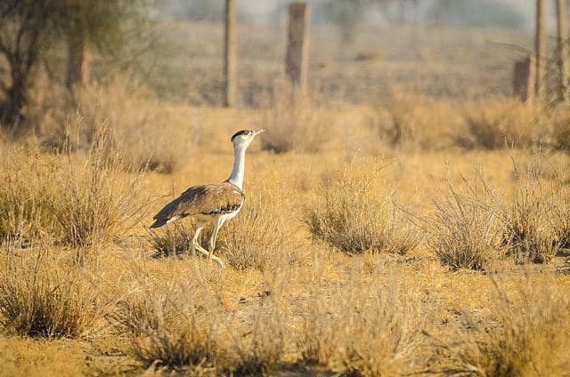 potret burung great indian bustard