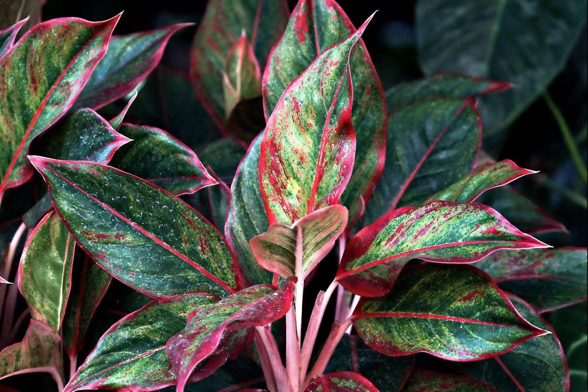 Aglaonema lipstik