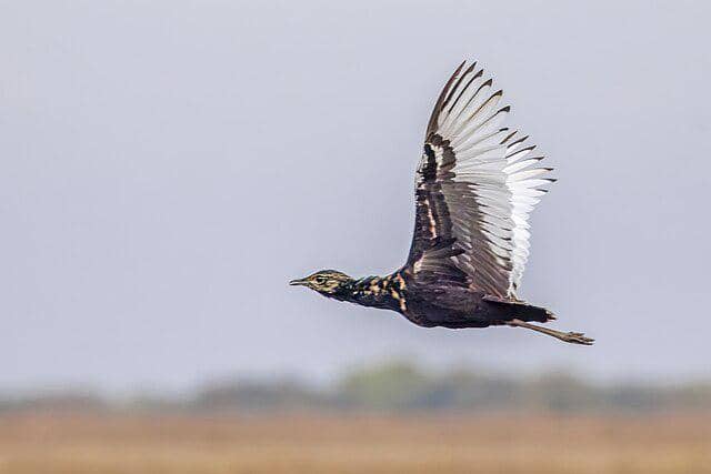 potret burung bengal florican 