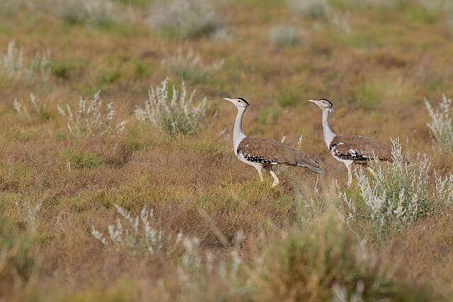 potret burung great indian bustard 