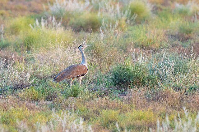 potret burung great indian bustard