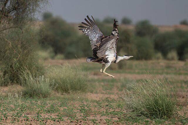 potret burung great indian bustard