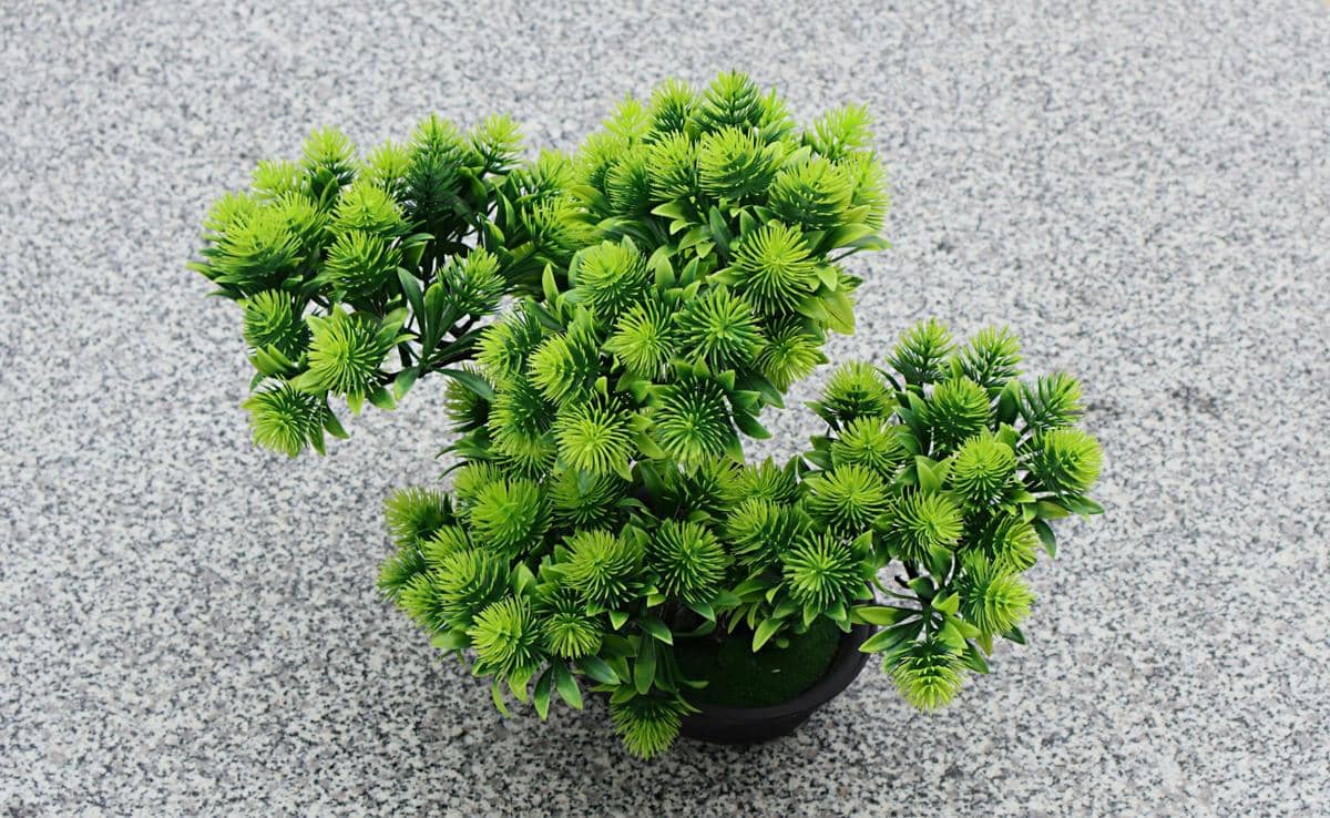 ilustrasi tanaman hias palsu