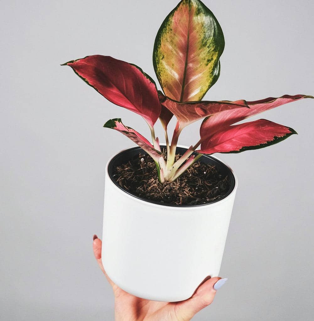 illustrasi Philodendron pink