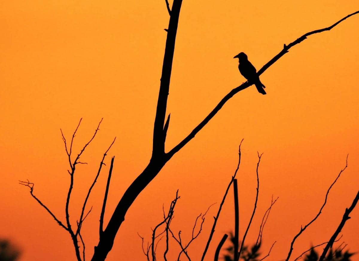 siluet seekor burung dengan latar langit senja sore hari