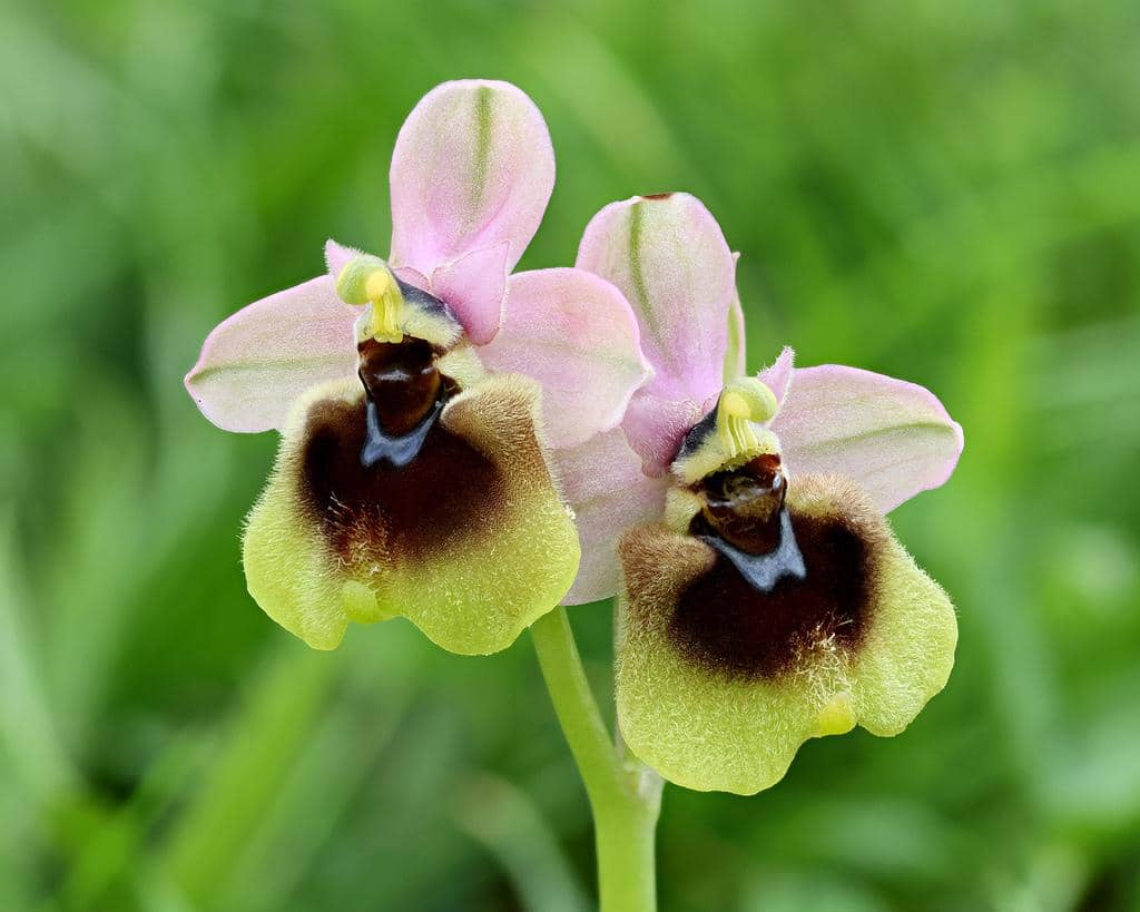 Ophrys tenthredinifera