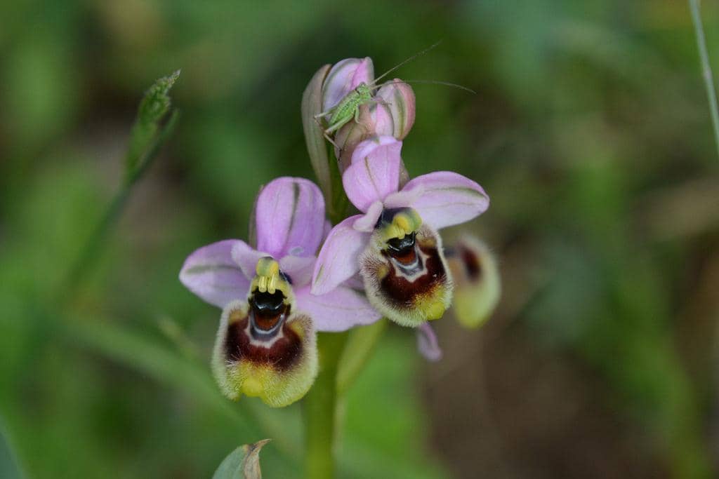 Ophrys tenthredinifera
