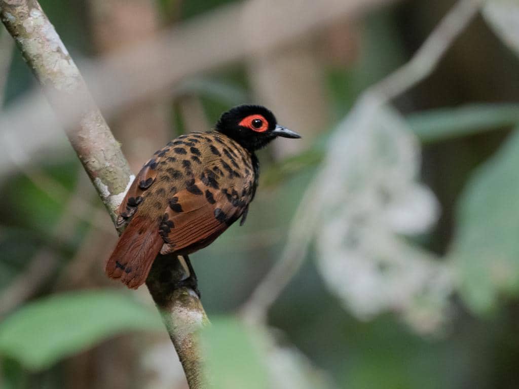 Phlegopsis nigromaculata