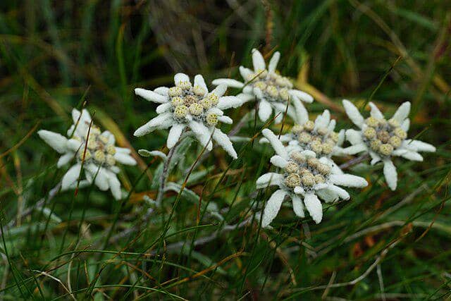 bunga edelweiss