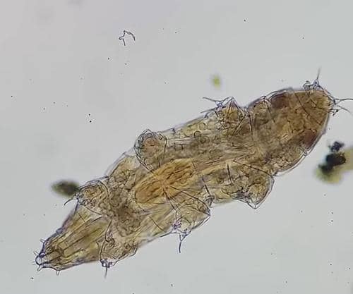 ilustrasi tardigrada yang punya perisai DNA melawan kiamat