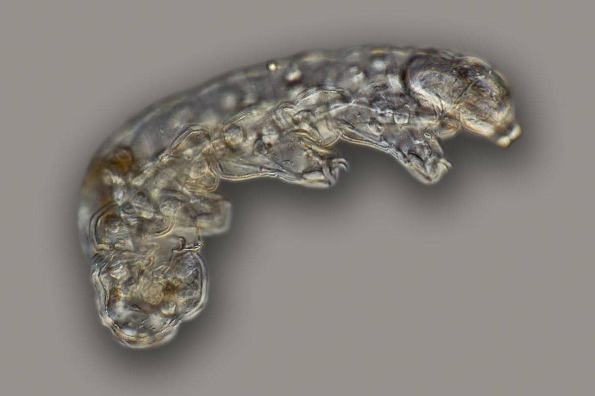 ilustrasi tardigrada yang teryata jadi predator mikro