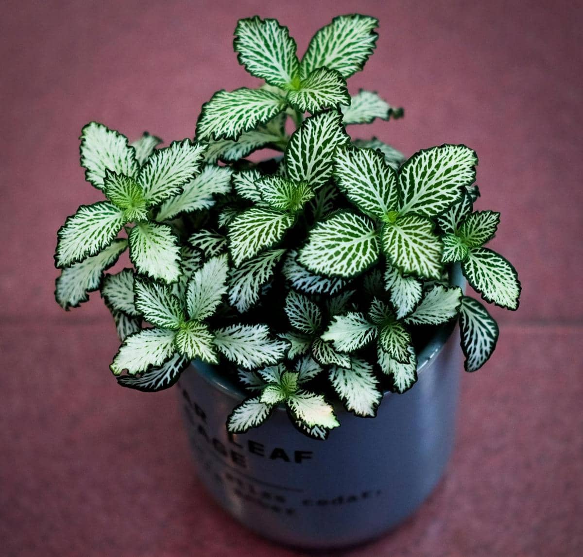 Fittonia