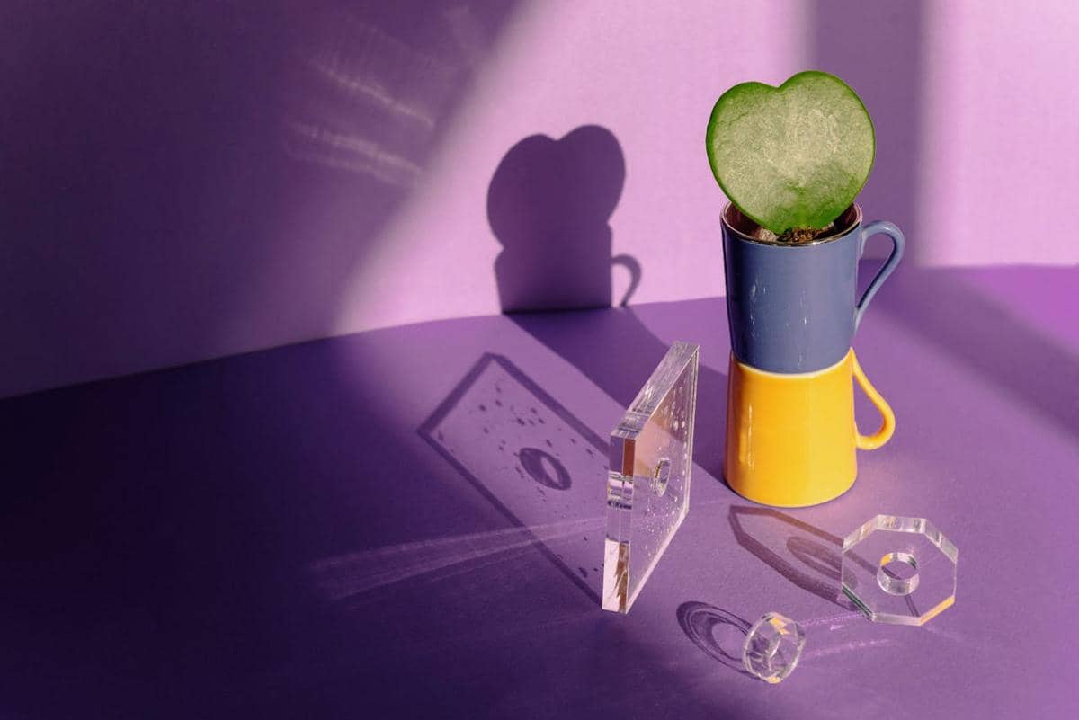 illustrasi tanaman hoya