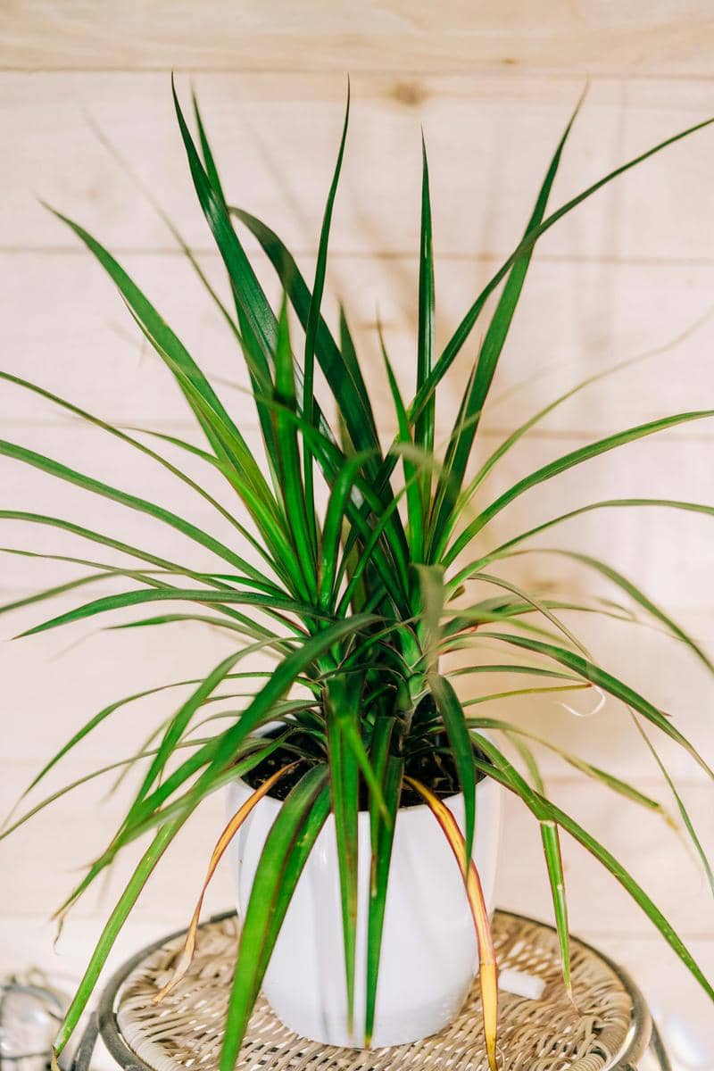 Tanaman dracaena marginata