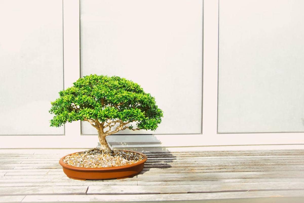 illustrasi tanaman bonsai