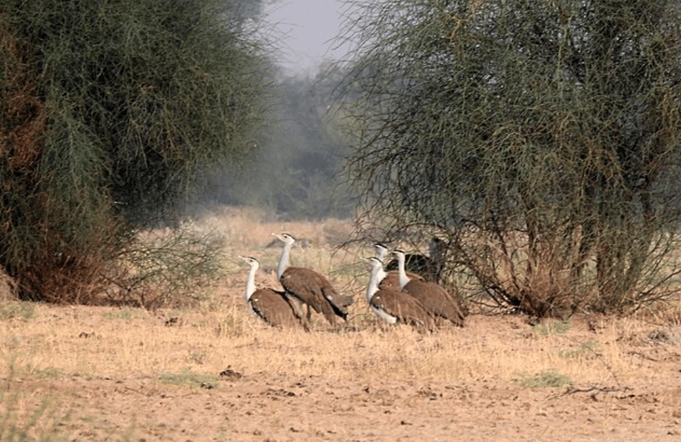 potret burung great indian bustard 
