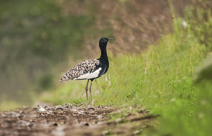 potret burung bengal florican