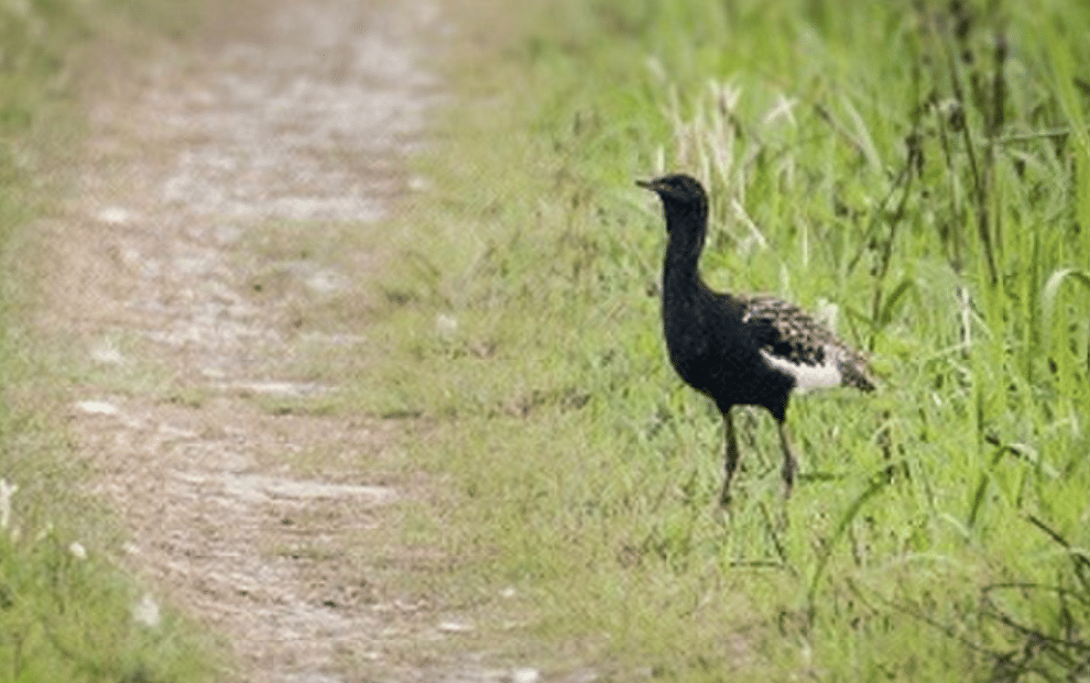 potret burung bengal florican
