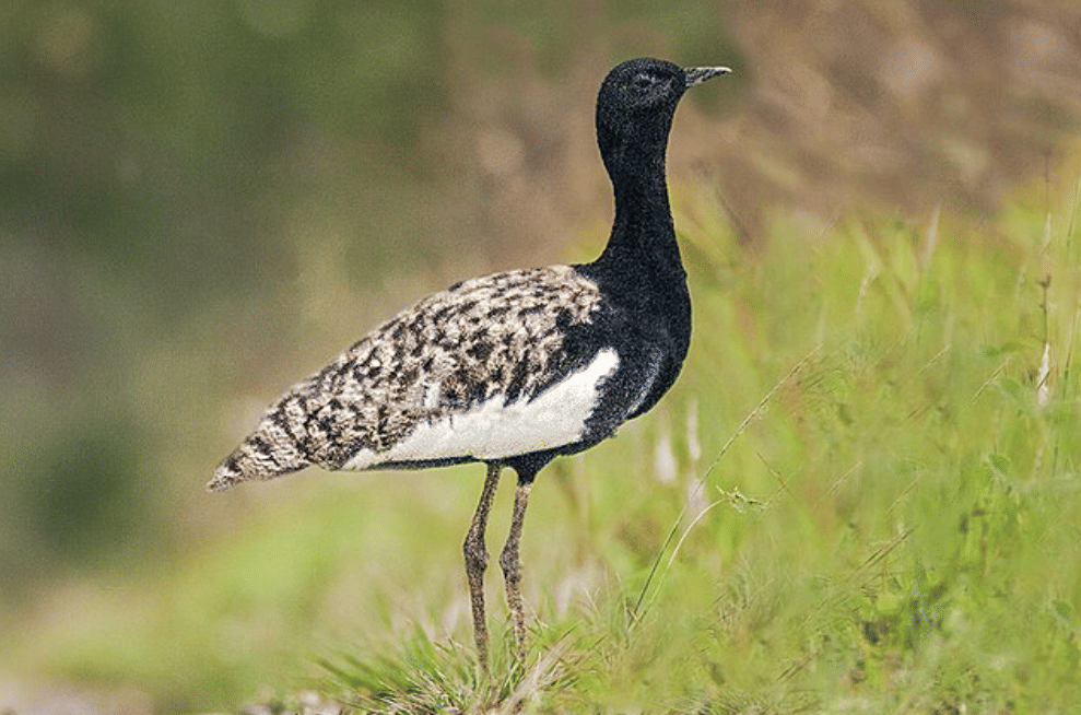 potret burung bengal florican 