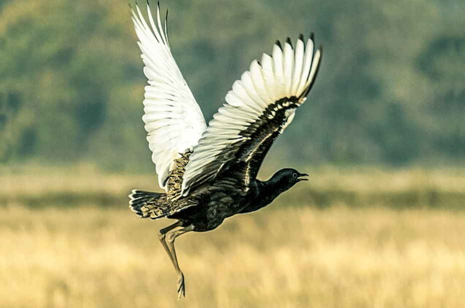 potret burung bengal florican 