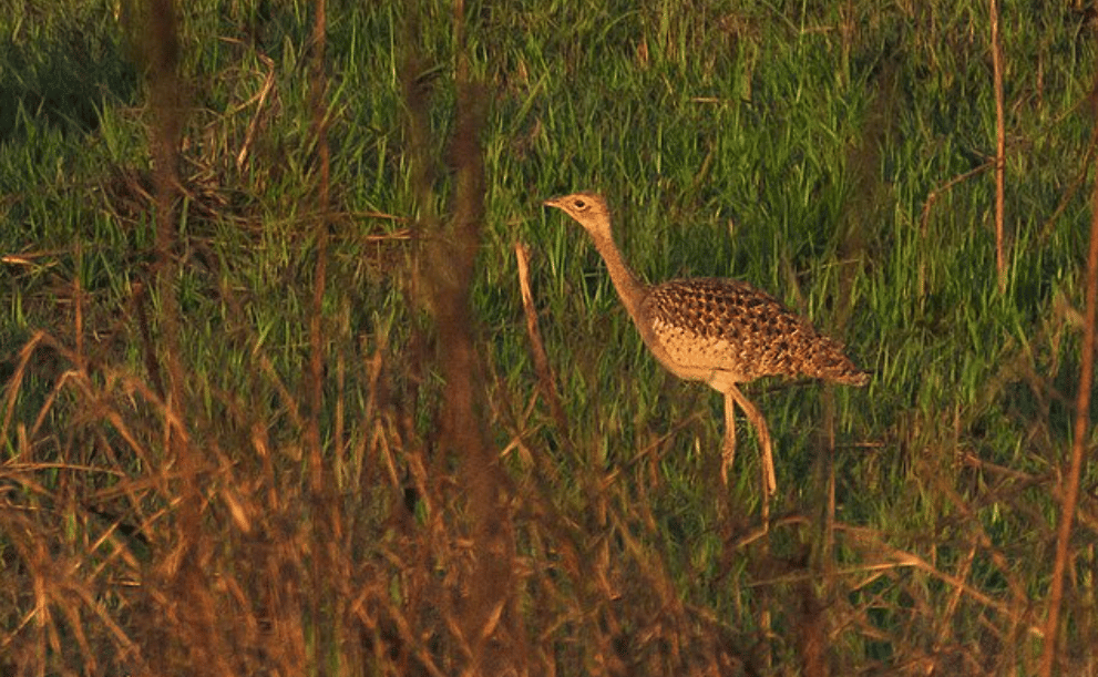 potret burung bengal florican 