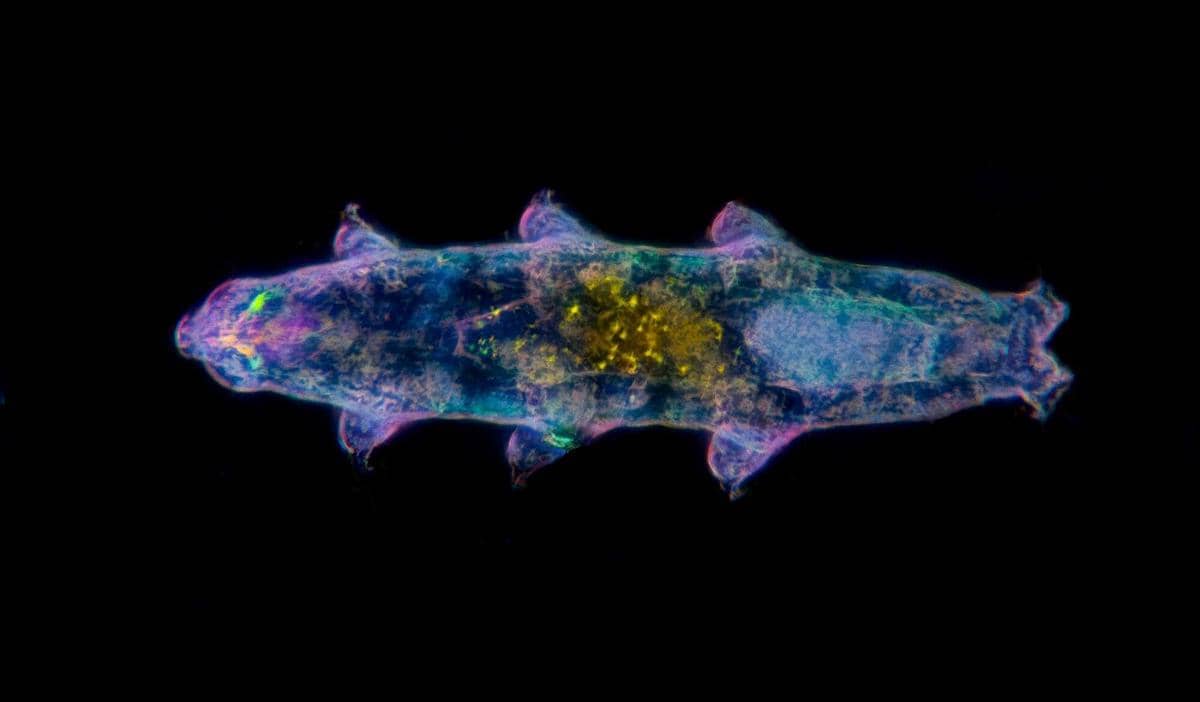 ilustrasi tardigrada yang tangguh dan kosmopolitan