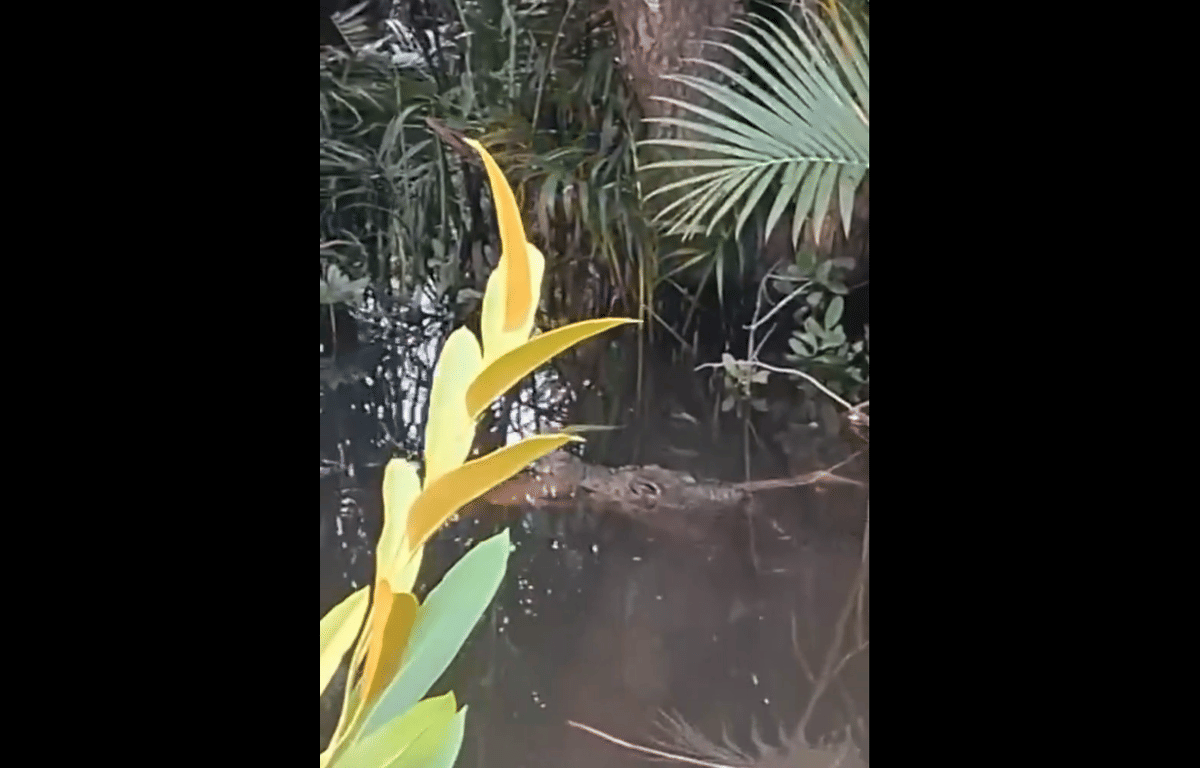 Tangkapan layar video tubuh bocah tak berdaya diterkam buaya di Halmahera Selatan. (Dok. IDN Times)