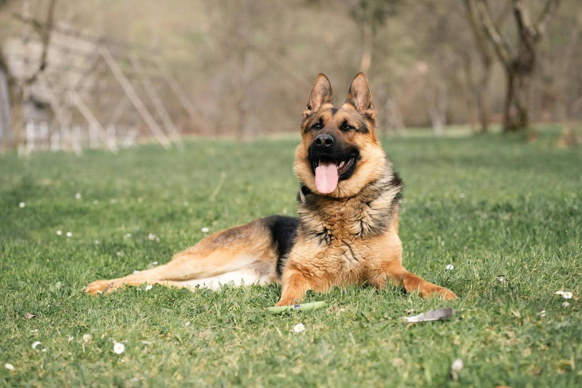 Potret German Shepherd