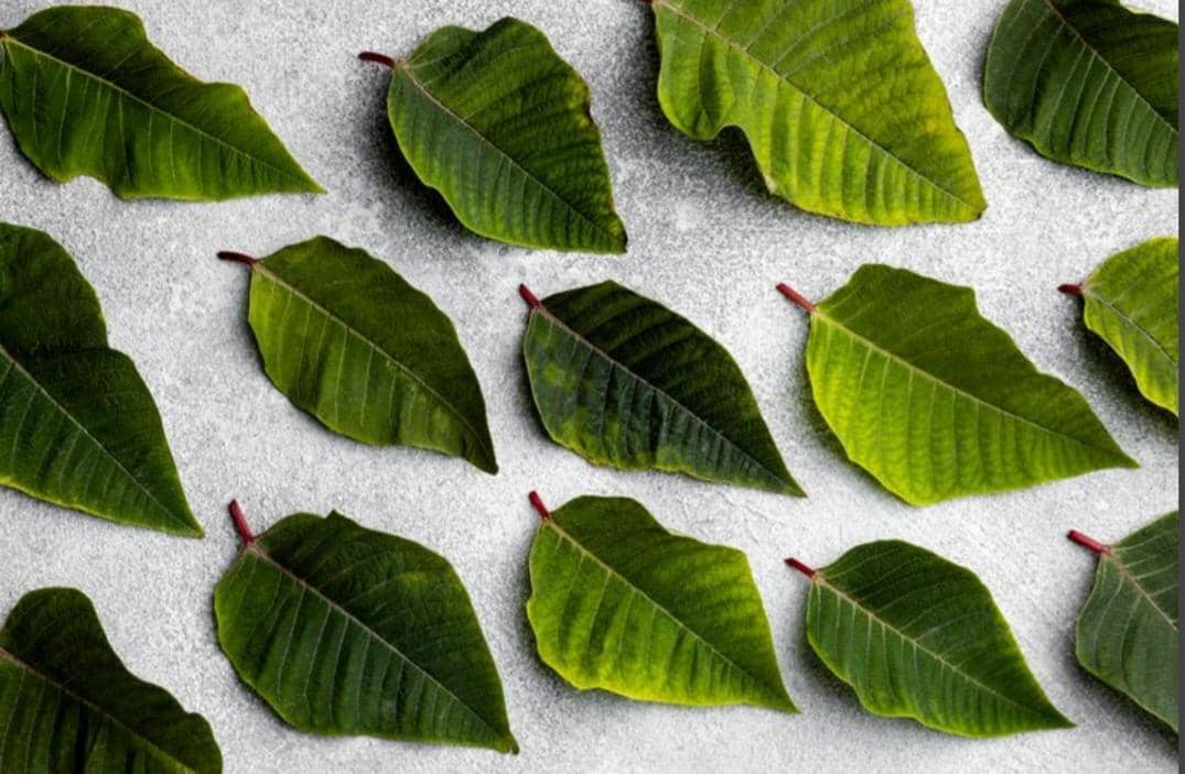 ilustrasi daun jambu biji (freepik.com/freepik)