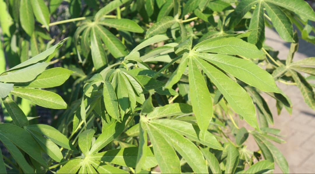 5 Tips Menghilangkan Rasa Sepat dan Getah pada Daun Singkong
