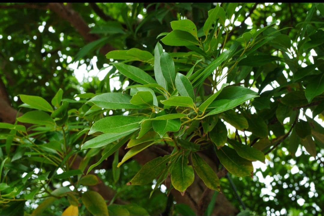 ilustrasi daun singkong