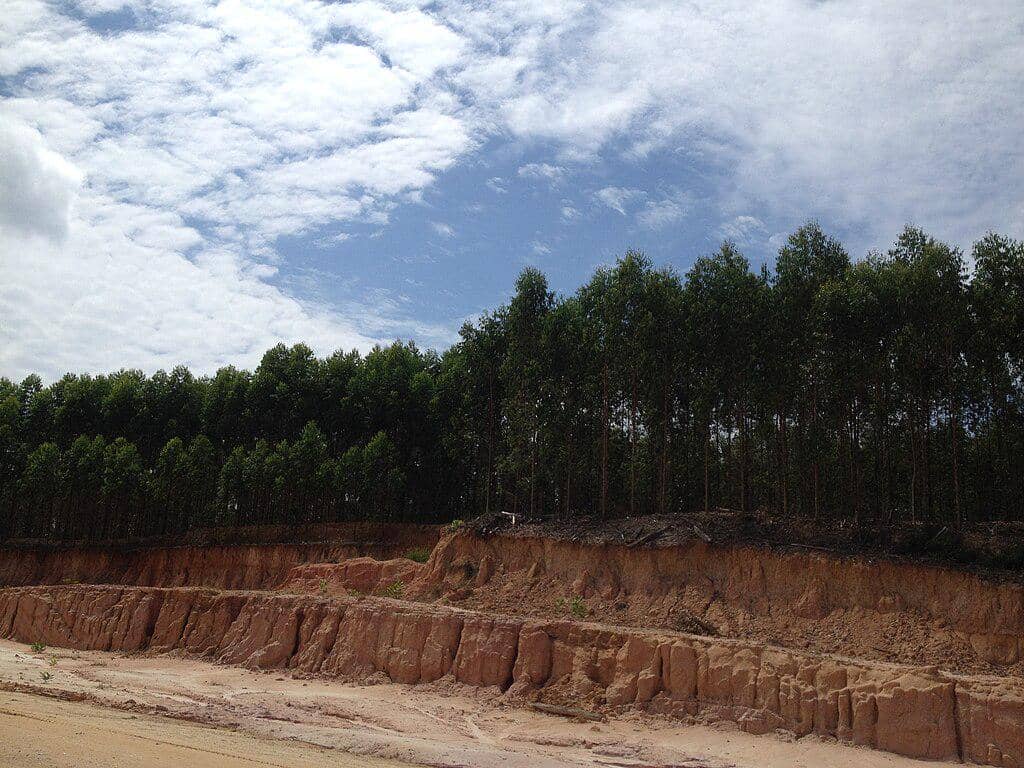 potret hutan tanaman industri kertas