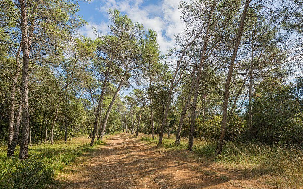 ilustrasi pohon pinus