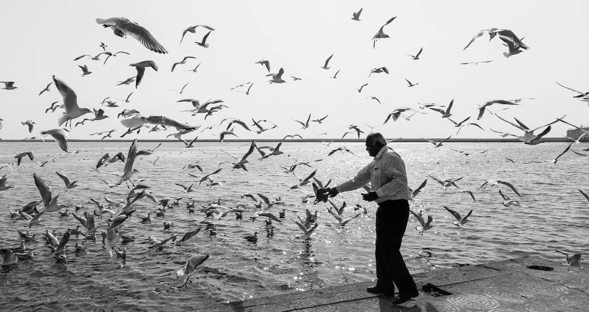 Ilustrasi Sahabat Tak Bersyarat, Manusia dan Burung