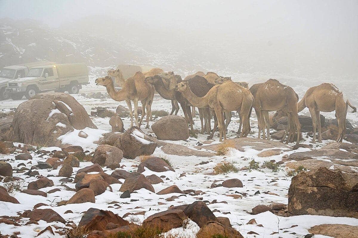 Unta-unta merumput di salju di Jabal Al-Lawz di wilayah Tabuk, Arab Saudi pada tahun 2021