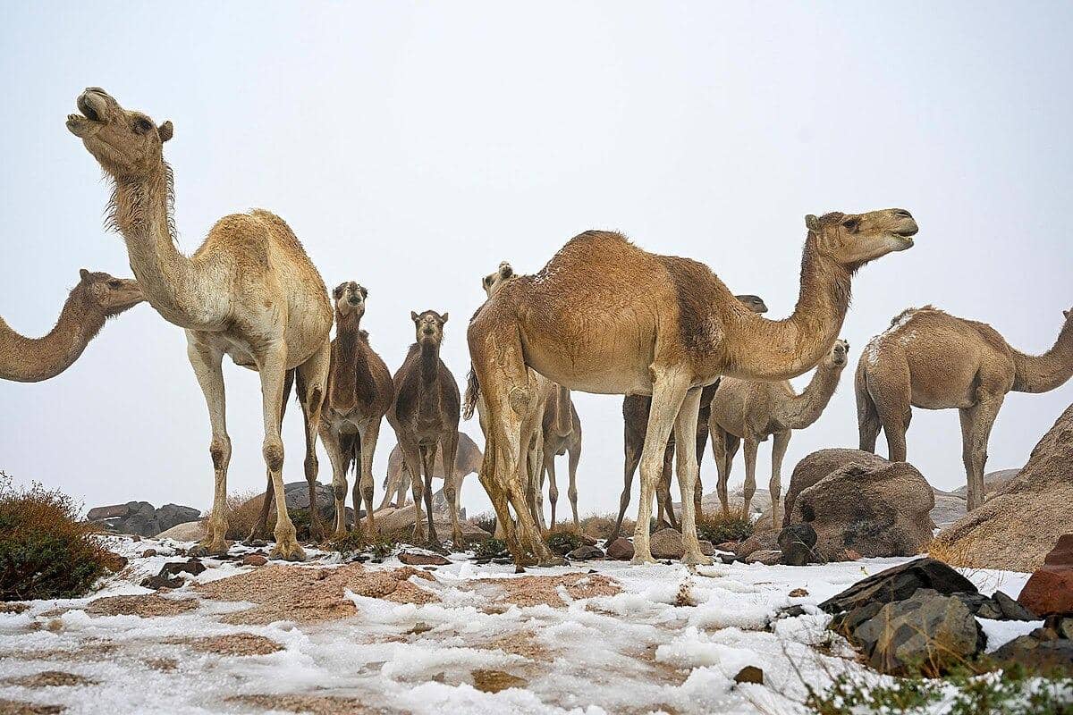 Unta-unta di tengah salju di Jabal Al-Lawz di wilayah Tabuk, Arab Saudi pada tahun 2021