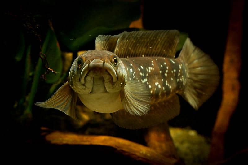 13 Spesies Ikan Channa, Predator Galak yang Dicari Banyak Orang