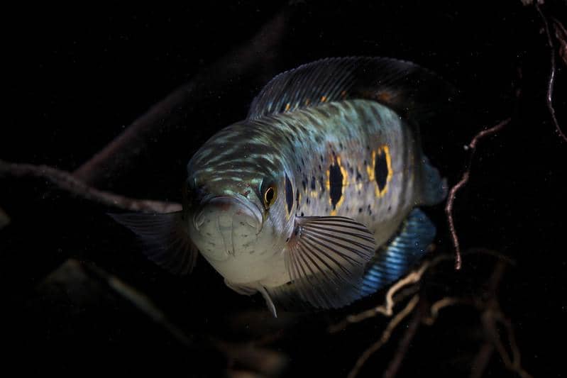 ilustrasi ikan channa