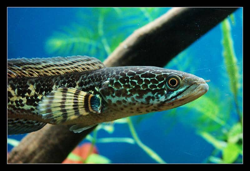 ilustrasi ikan channa