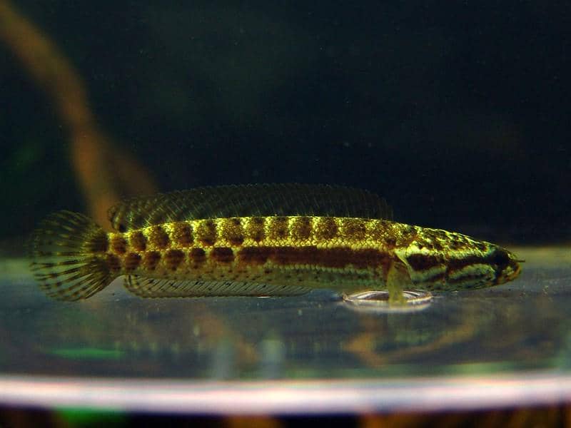 ilustrasi ikan channa 