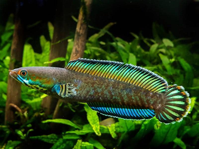 ilustrasi ikan channa
