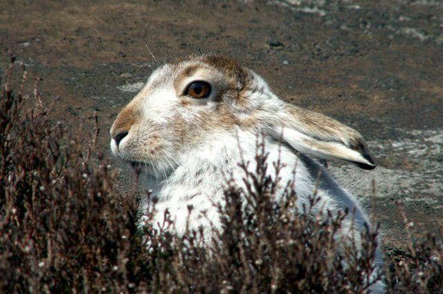 tampak dekat terwelu gunung