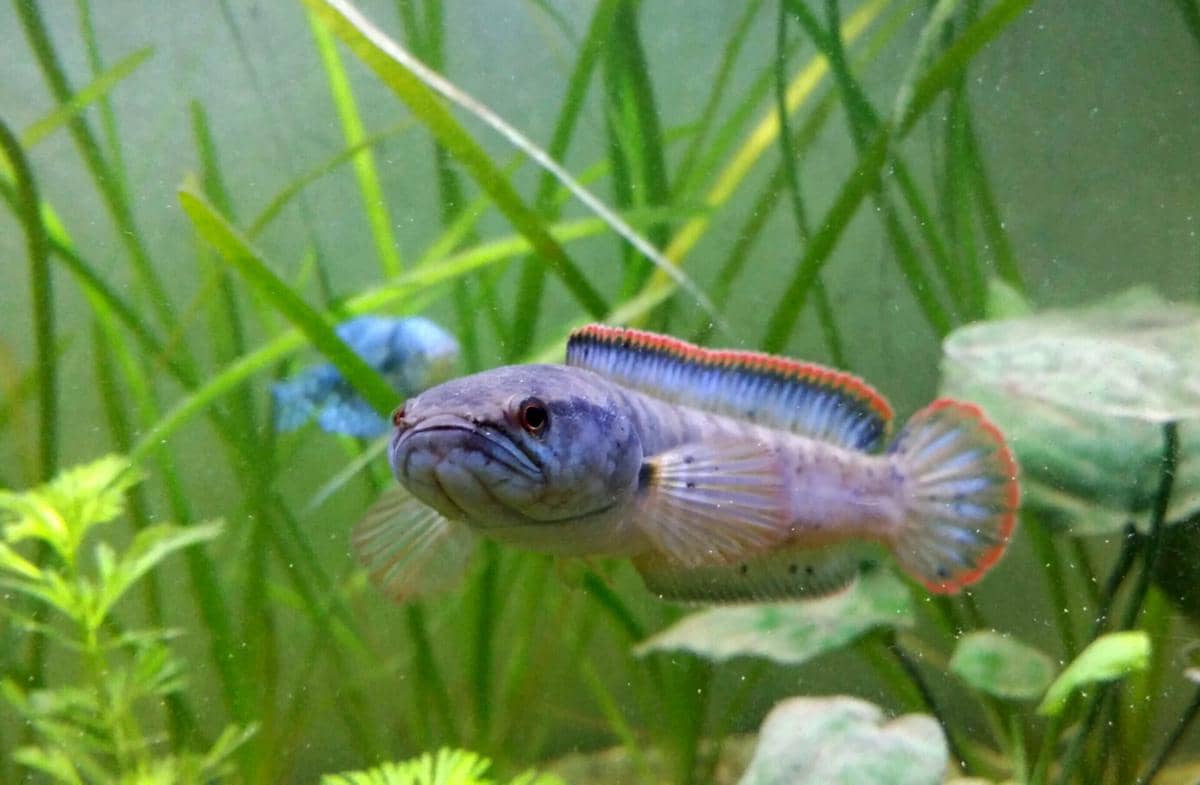 ilustrasi ikan channa 