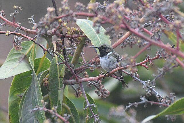 potret burung chilean woodstar