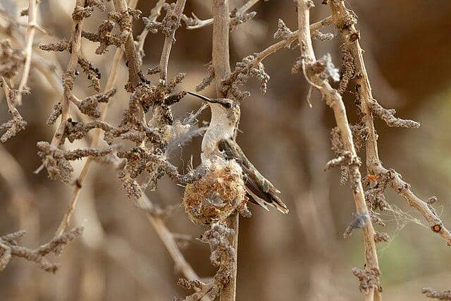 potret burung chilean woodstar