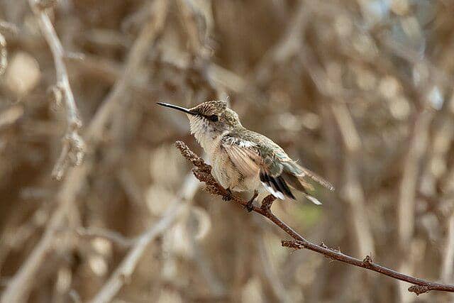 potret burung chilean woodstar
