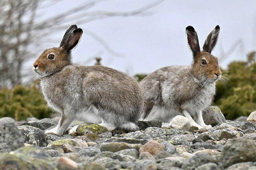 terwelu gunung di habitat aslinya