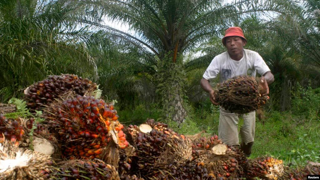 Petani di Papua mengumpulkan kelapa sawit