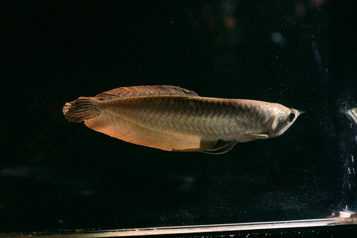 ilustrasi ikan channa 