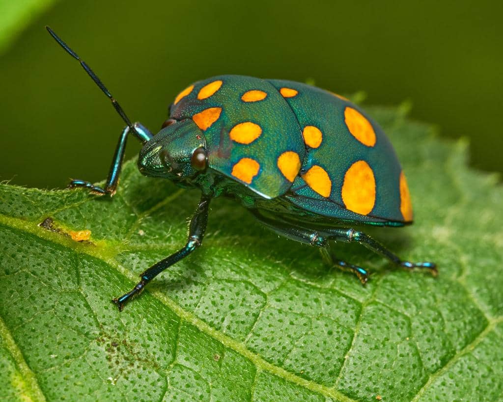 Pachycoris torridus